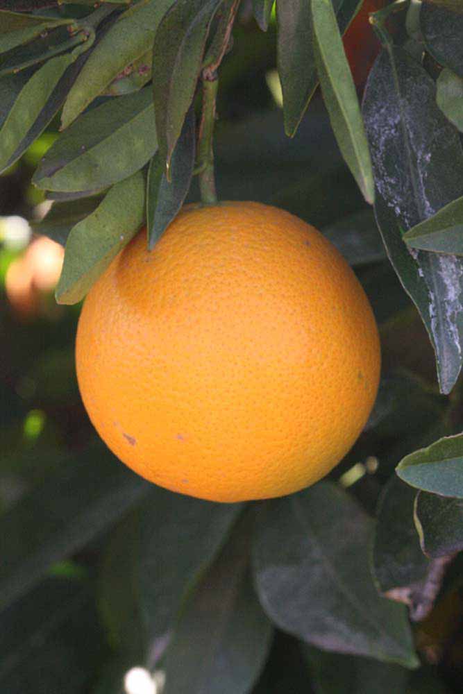            Fruit (Riverside, CA)   